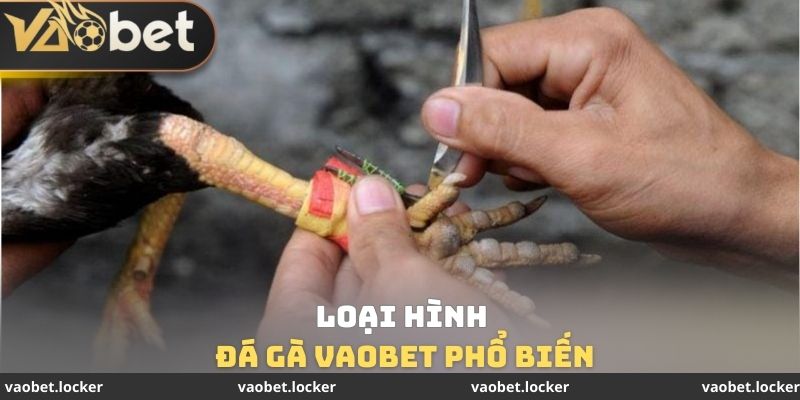 Loại hình đá gà VaoBet phổ biến