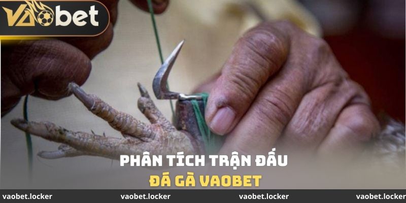 Phân tích trận đấu đá gà VaoBet